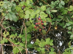 Rubus fruticosus