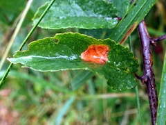 Polystigma rubrum