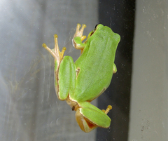Hyla orientalis