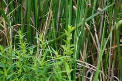 Boehmeria cylindrica