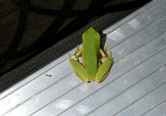 Hyla orientalis