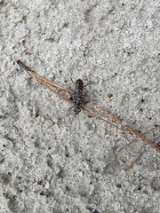 Cicindelinae