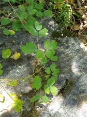 Thalictrum minus