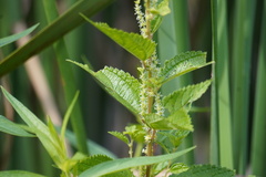 Boehmeria cylindrica