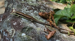 Eutropis longicaudata