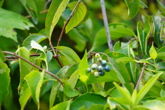 Cornus amomum