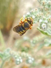 Anthidium florentinum