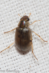 Berosus