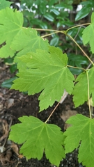 Acer pseudoplatanus