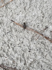 Cicindelinae