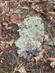 Myelochroa aurulenta