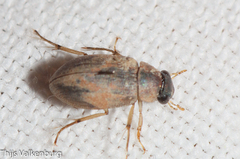 Berosus
