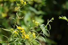 Euthamia graminifolia