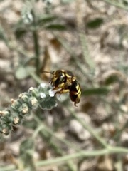 Anthidium florentinum