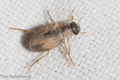 Berosus