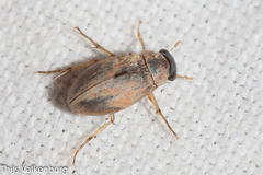 Berosus