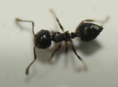Crematogaster ashmeadi