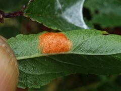 Polystigma rubrum
