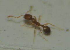 Monomorium pharaonis