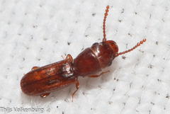 Leptophloeus