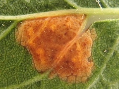 Polystigma rubrum