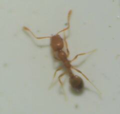 Monomorium pharaonis
