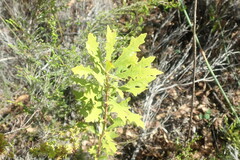 Morella quercifolia