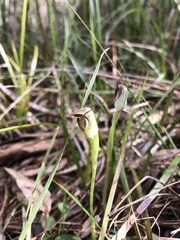 Pterostylis pedunculata