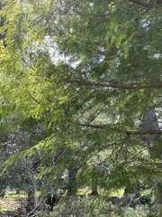 Taxodium
