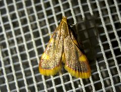 Hypsopygia costalis