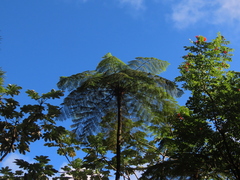 Cyathea arborea