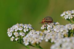 Leptinotarsa decemlineata