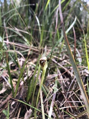 Pterostylis pedunculata