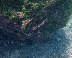 Epinephelus labriformis