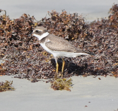 Charadrius semipalmatus