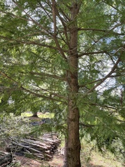 Taxodium