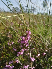 Calluna vulgaris