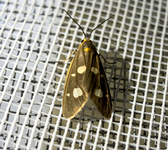 Dysauxes famula