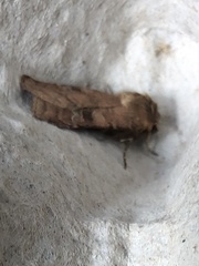 Diarsia rubi