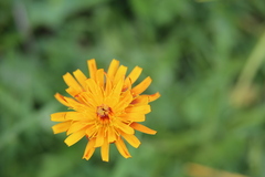 Crepis aurea