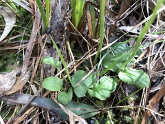 Pterostylis pedunculata