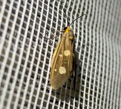 Dysauxes famula