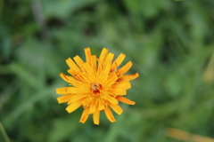 Crepis aurea