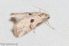 Zebeeba falsalis