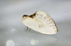 Cilix glaucata