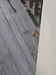 Ailuronyx seychellensis