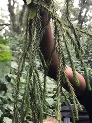 Phlegmariurus
