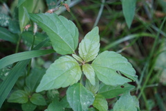 Acalypha rhomboidea