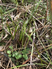 Pterostylis pedunculata