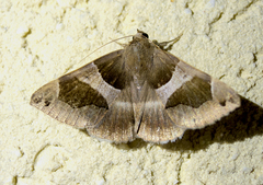 Dysgonia algira